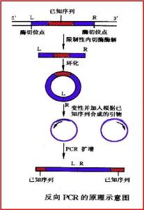 反向pcr