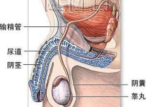 输精管变粗