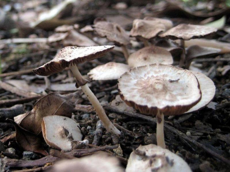 雀斑蘑菇 - 搜狗百科