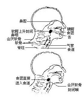 吞咽