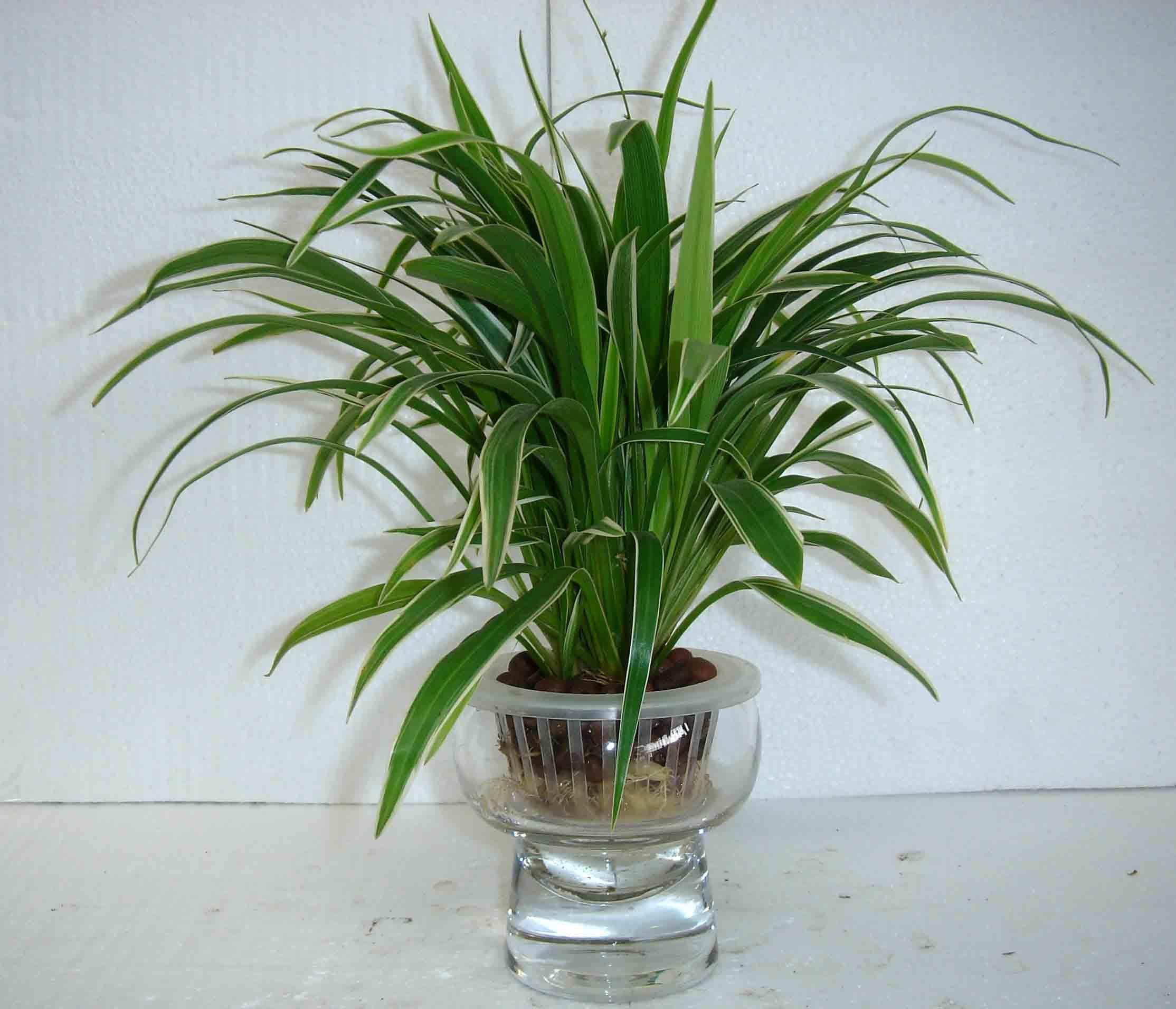 银边吉祥草