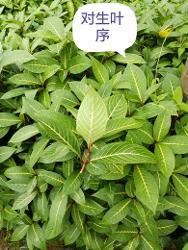 词条图册类型两列对生,交互对生类别每节上相对地着生两叶中文名称对
