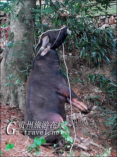 斗水牯牛