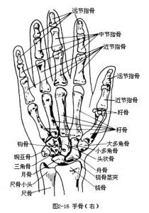 小头的关节面呈滑车形式,称指骨滑车,与中节的指骨底相关节.