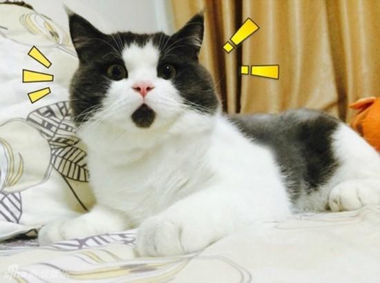 全部版本 历史版本  震惊猫