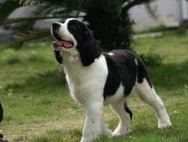 意大利史宾诺犬