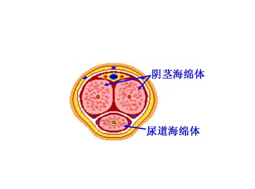 内部由结缔组织和平滑肌组成海绵状支架,其腔隙与血管相通结构人体最