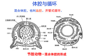 混合体腔