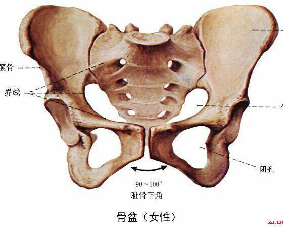幼年时,髋骨分为髂骨,坐骨和耻骨以及软骨连接.