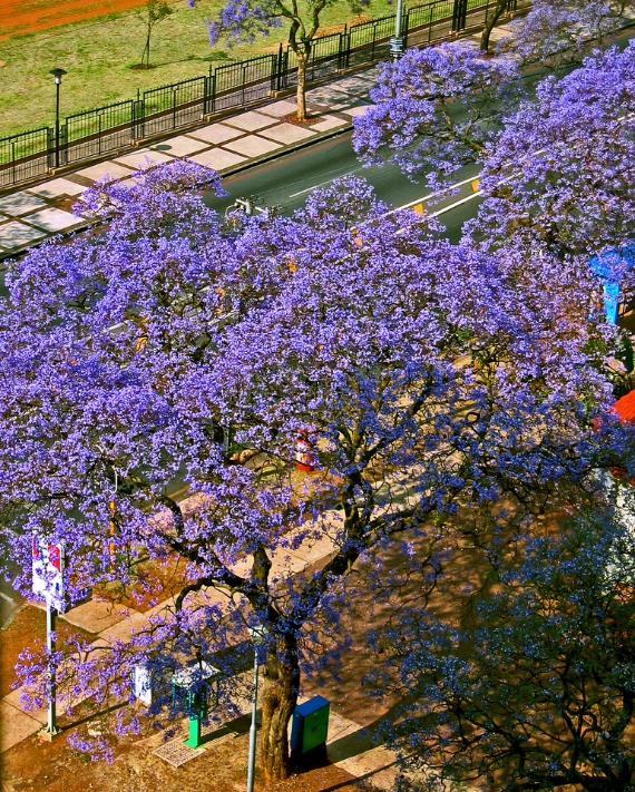 蓝花楹(紫葳科蓝花楹属植物) - 搜狗百科