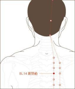 厥阴俞穴