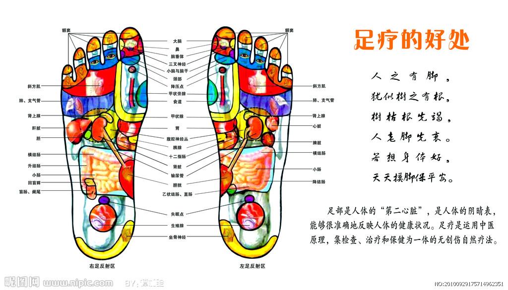 内脏,肌肉等,身体的全部器官均和脚有密切的关系,而在左右脚的某部位