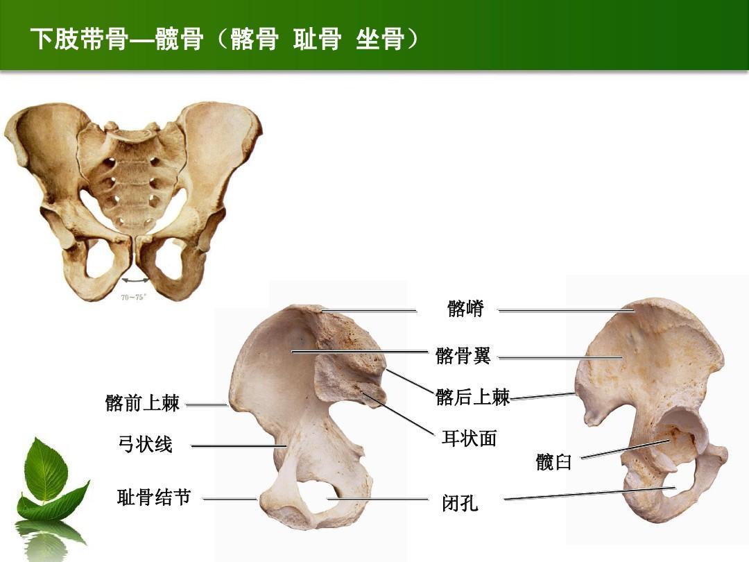 髂骨