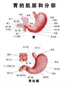 怎么调理肠道功能紊乱五大迹象 300