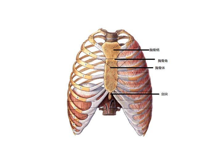 胸骨的下端为一形状不定的薄骨片,称为剑突