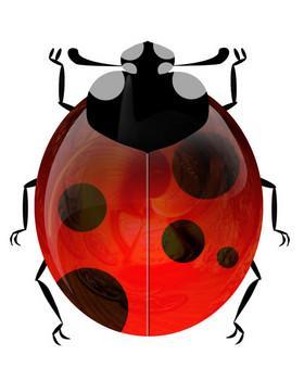 瓢虫(昆虫名称) - 搜狗百科