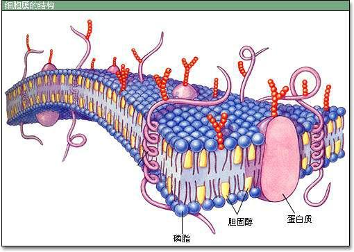新生儿肺透膜病是?_细胞膜透性_单透汽车玻璃膜颜色