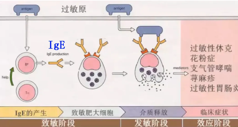 是正常人血清中含量最少ig,可以引起i型超敏反应.球蛋白偏高,与