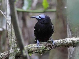 蚂蚁是什么科动物 0