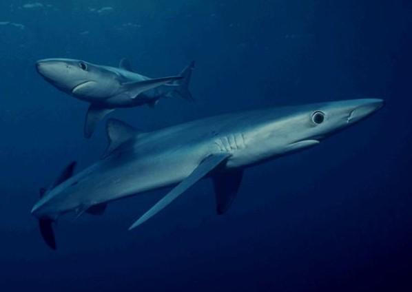 热带鱼蓝鲨