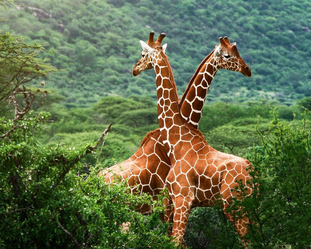 长颈鹿这种动物有哪些独特的生活习惯？ - 知乎