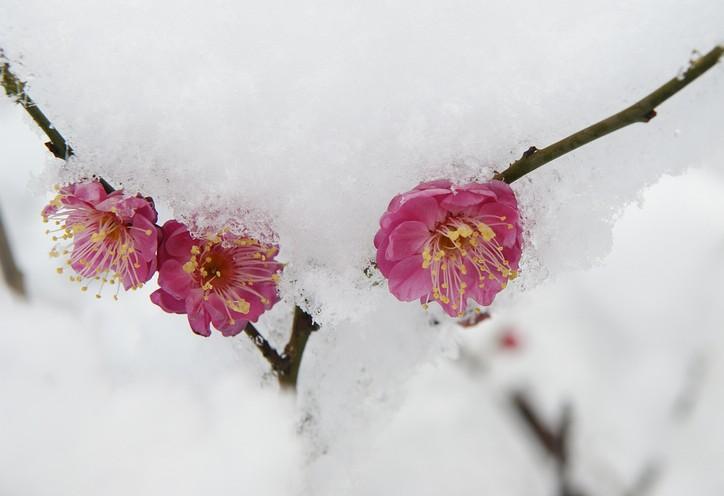 雪梅(宋代卢梅坡七言绝句)