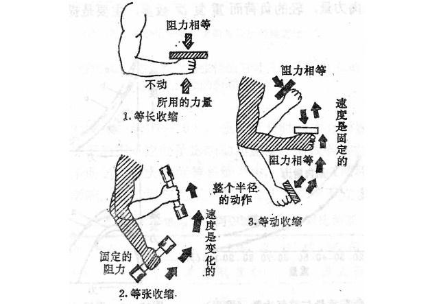 肌肉收缩