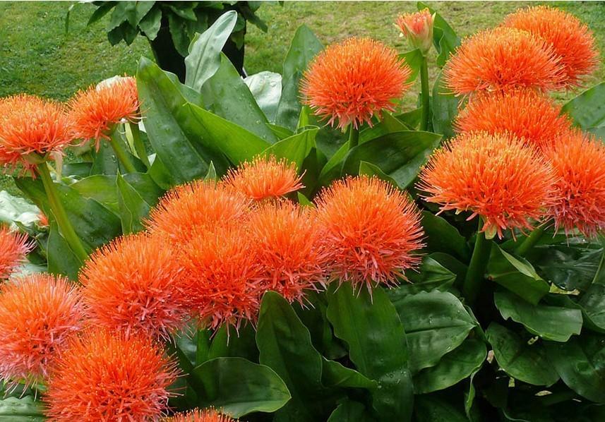 网球花