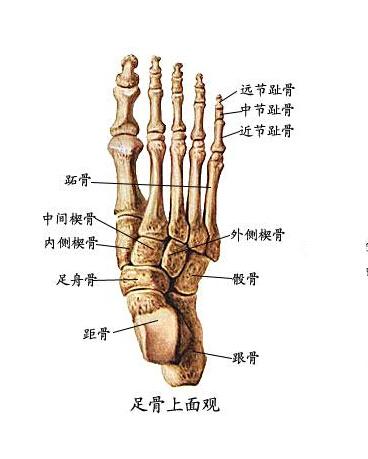 跖骨趾骨骨折