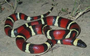 红色黑条纹的蛇是什么品种,有无毒性?有图 条纹品种毒性宠物