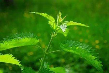 明代李时珍在《本草纲目》中曰:"荨麻,荨音寻".又曰:"荨麻又称毛薮.
