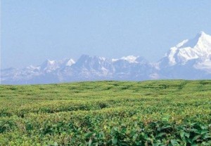 大吉岭 darjeeling 茶区,产于印度北部喜马拉雅山岳,海拔约一千