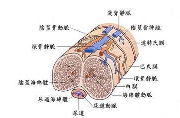 阴茎背神经阻断术