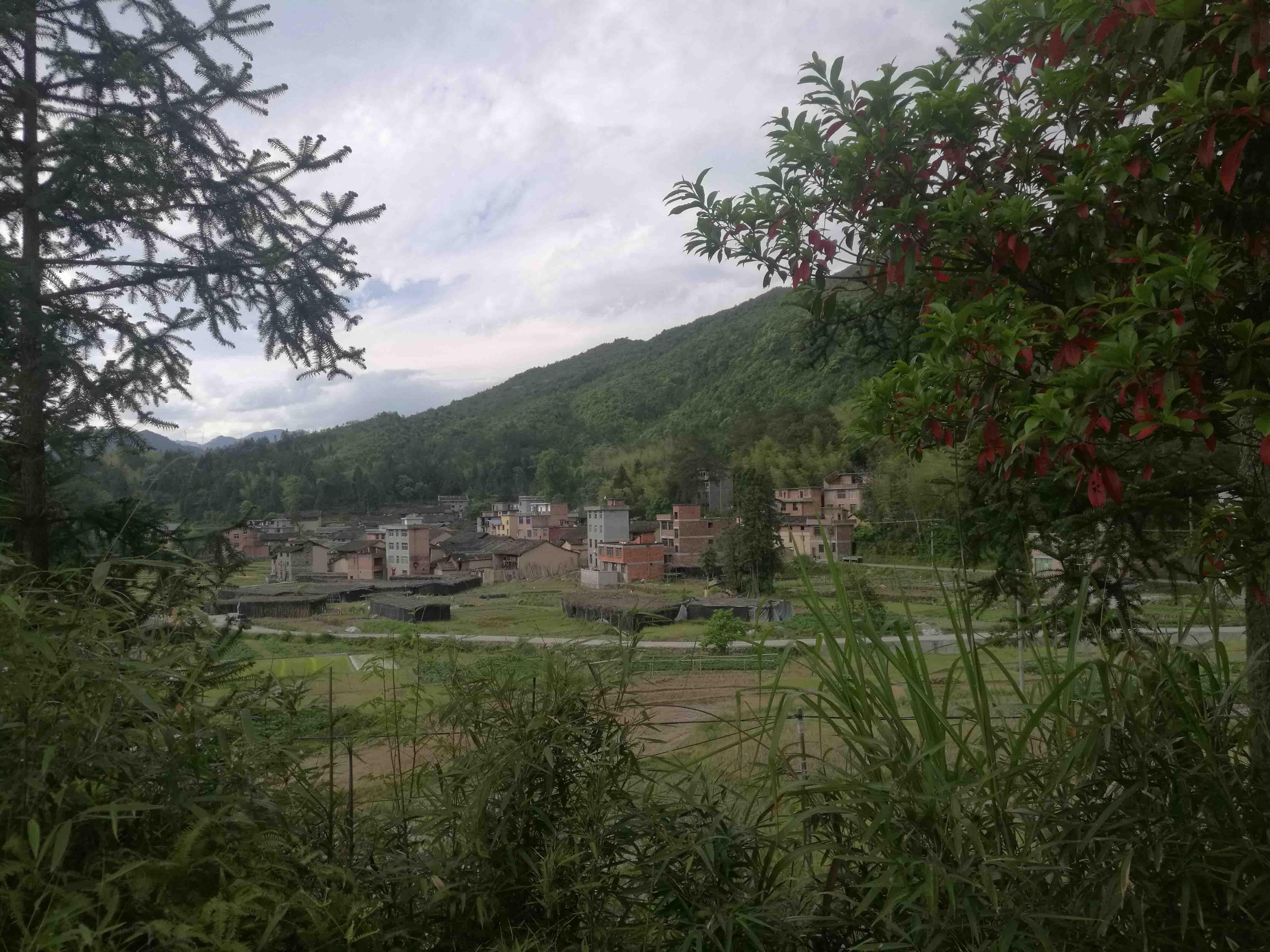 9℃,下辖后洋,元地,岭头三个自然村.