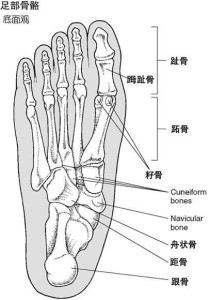 1足部结构编辑每侧足部有26块骨,分为跗骨,跖骨和趾骨3组.