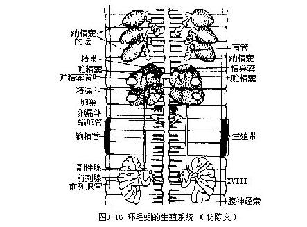 秉氏环毛蚓