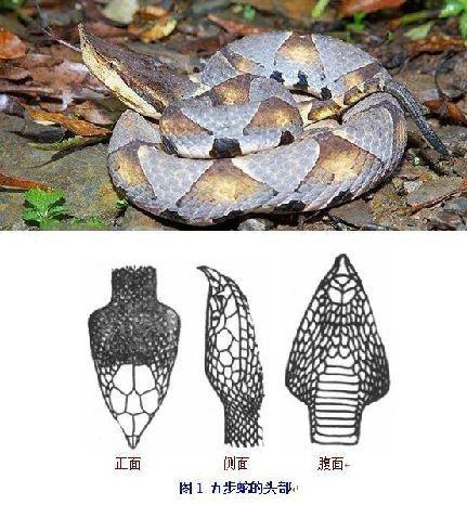 梦境的奥秘，探索我梦见自己养了一条很粗颜色很漂亮的蛇的深层含义