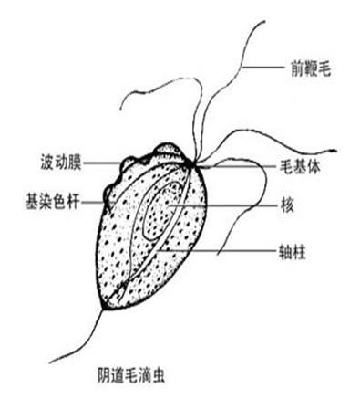 滴虫