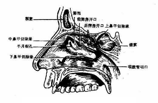 上鼻甲