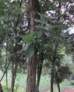 青岗树