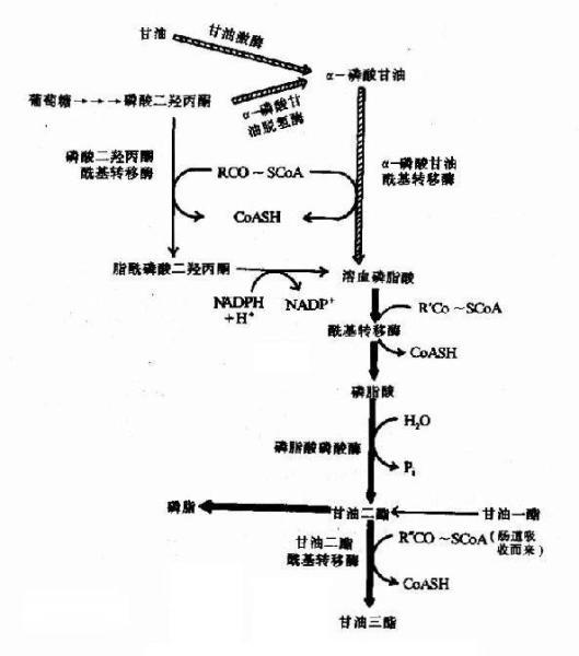 尿酸(ua)为体内核酸中嘌吟代谢的终末产物.