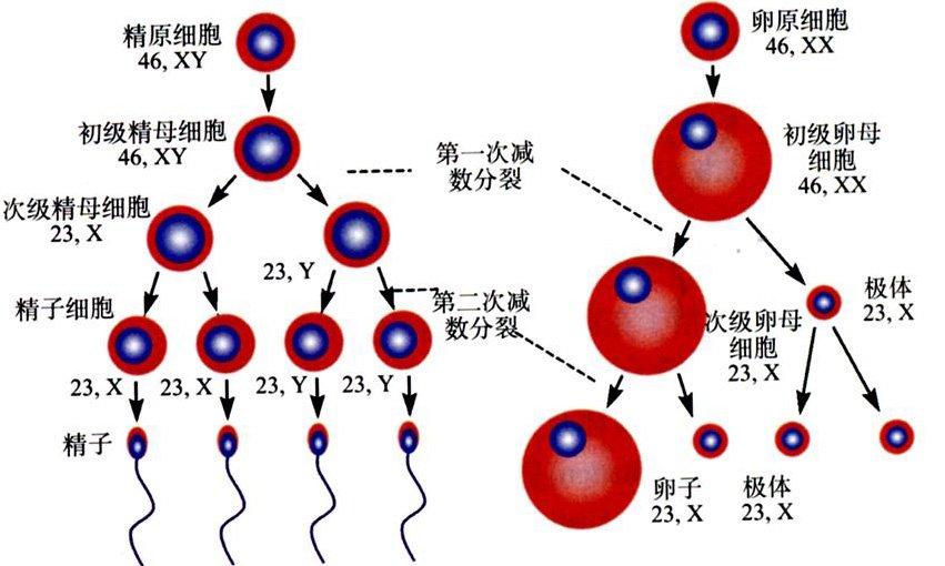 精原细胞是指由睾丸精子管上皮的原始生殖细胞经过多次有丝分裂而形成