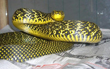 原色王锦蛇(大部分)头部有黑纹"王"字[12],多数体表呈黑黄白三色环纹