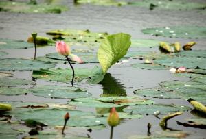 建湖双湖公园图册