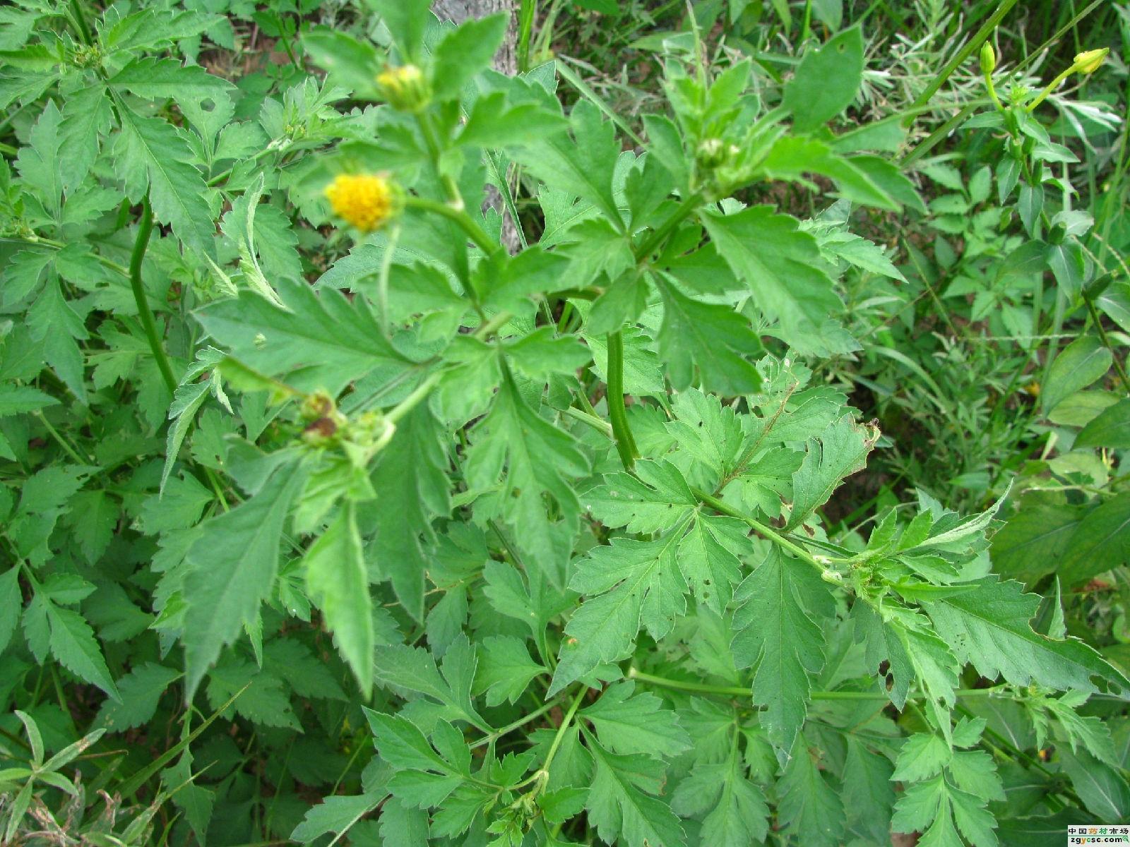 三叶鬼针草是菊科鬼针草属的一年生草本植物.