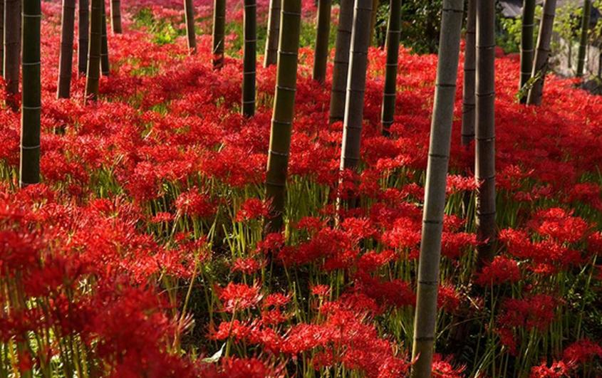 曼珠沙华(彼岸花 石蒜科植物)