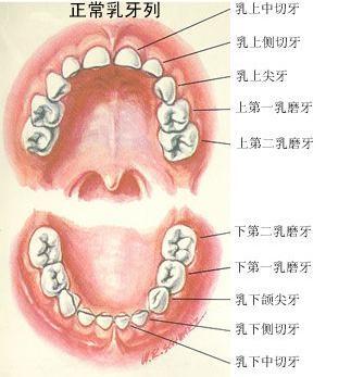 乳牙的萌生和脱落时间表       牙            萌出时间