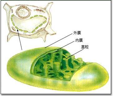 叶绿体