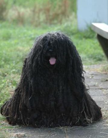波利犬