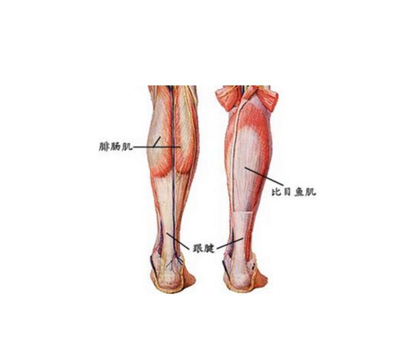 跟腱长约15cm,是人体最粗大的肌腱,由小腿三头肌(比目鱼肌,腓肠肌内